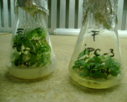 IPC 2, IPC 3 (cireș)