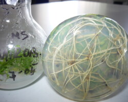 MIROBOLAN DWARF (prun)