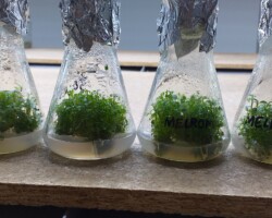 MELROM (scoruș negru-aronia)